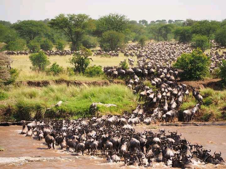 great migration 2